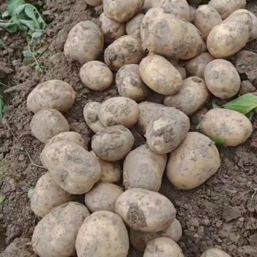 湖北黄心土豆价格美丽对接全国质量好走货快欢迎询价热卖全国