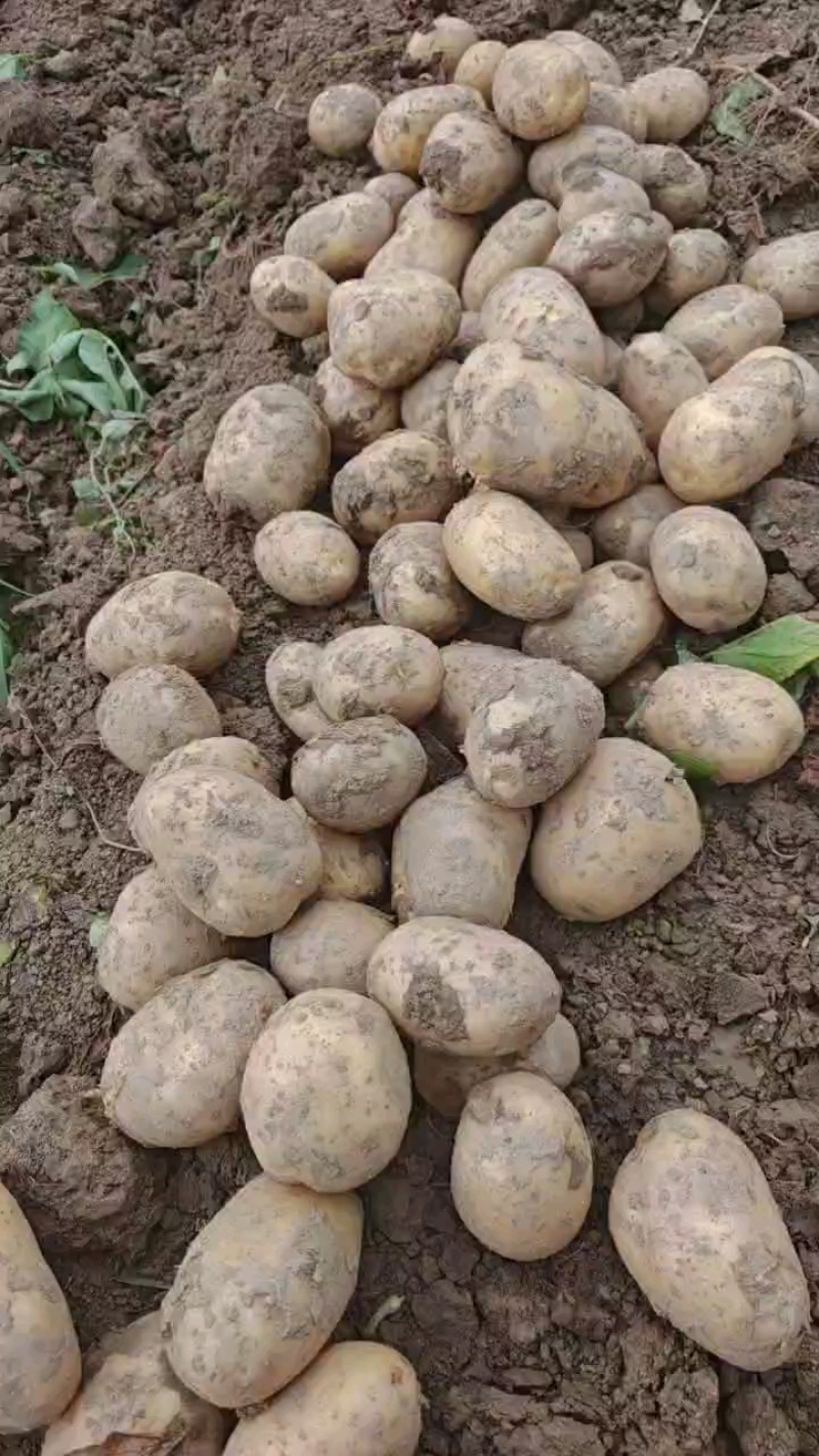 湖北黄心土豆价格美丽对接全国质量好走货快欢迎询价热卖全国