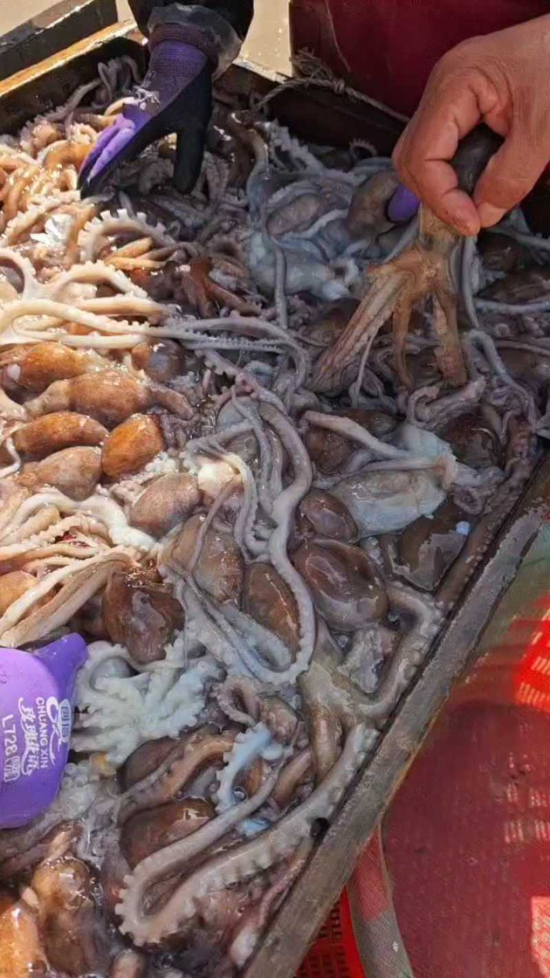 【实力推荐】连云港本地鲜活大长腿八爪鱼支持全国发货
