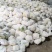 陕西松花菜收购价1.6元，货量充足！