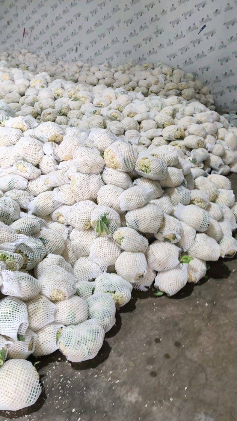 陕西松花菜收购价1.6元，货量充足！