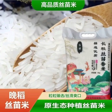 广西贺州丝苗米新米产地直发10斤/袋真空包装可定制