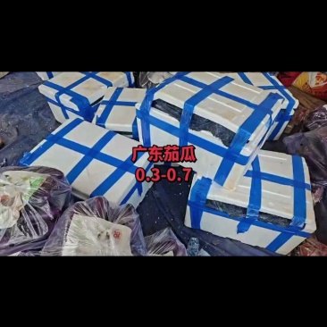 广东精品紫长茄、烧烤茄，产地直发，品质保证，全国供应。