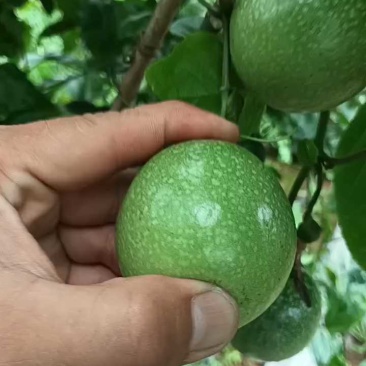 电商货2万斤，棕色果可摘，电话联系