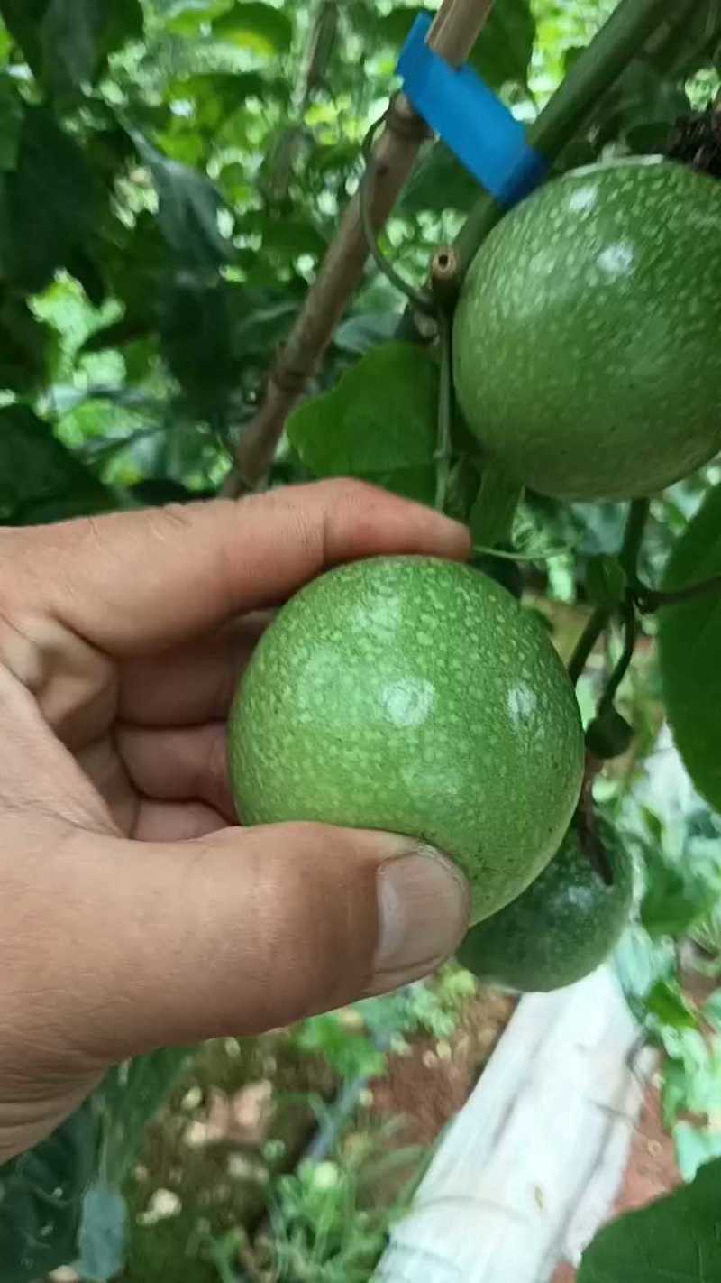 电商货2万斤，棕色果可摘，电话联系
