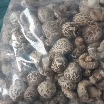 泌阳花菇甲天下精品花菇正在加工待发中大量供应原产地货源