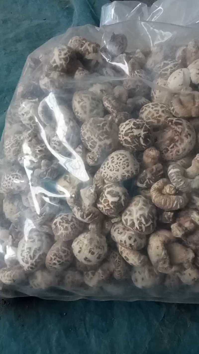 泌阳花菇甲天下精品花菇正在加工待发中大量供应原产地货源