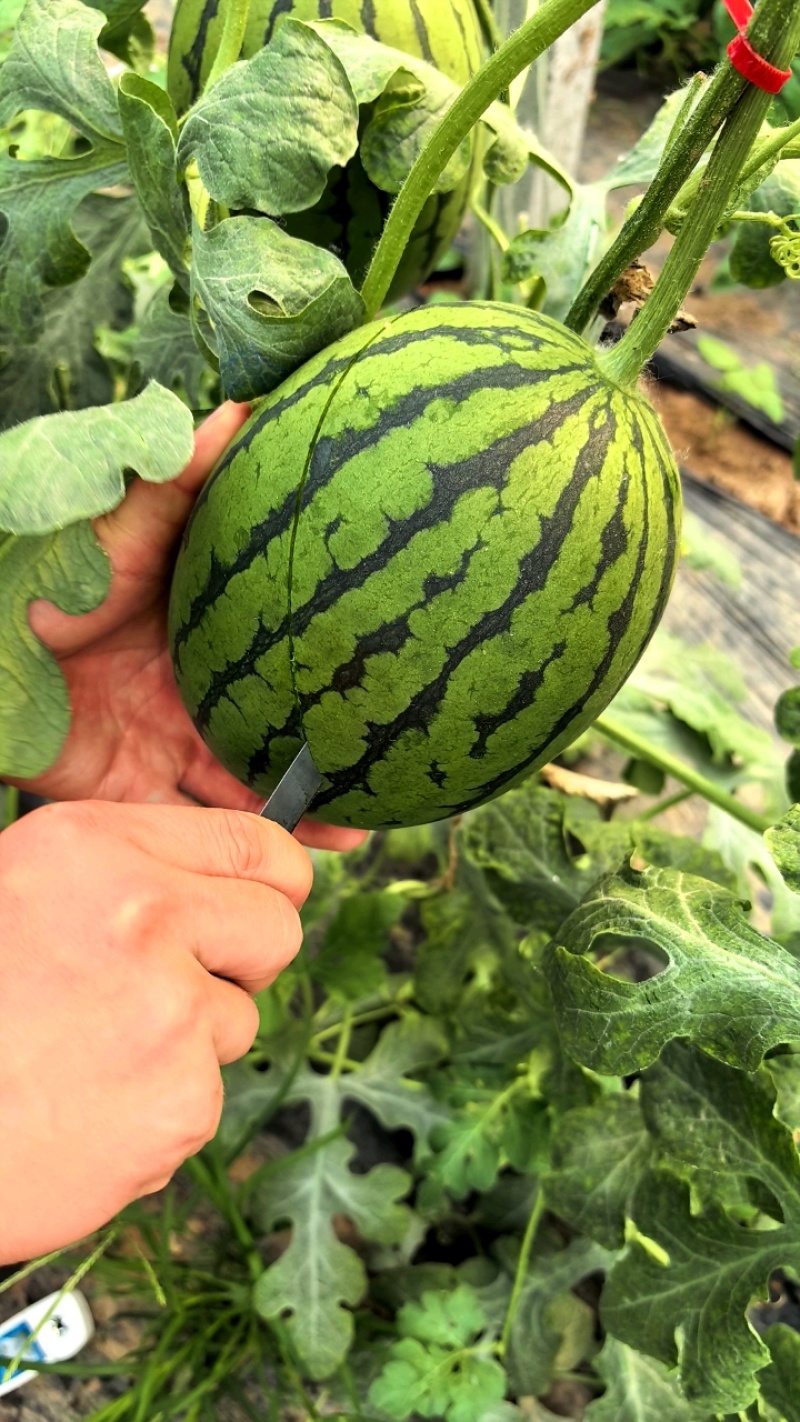 全美2KL600冰糖子小糖丸西瓜皮薄汁甜产地发货