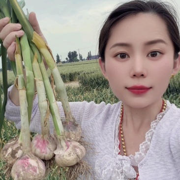蒜乡红大蒜种子，祘迪基地原种，免费技术指导包回收