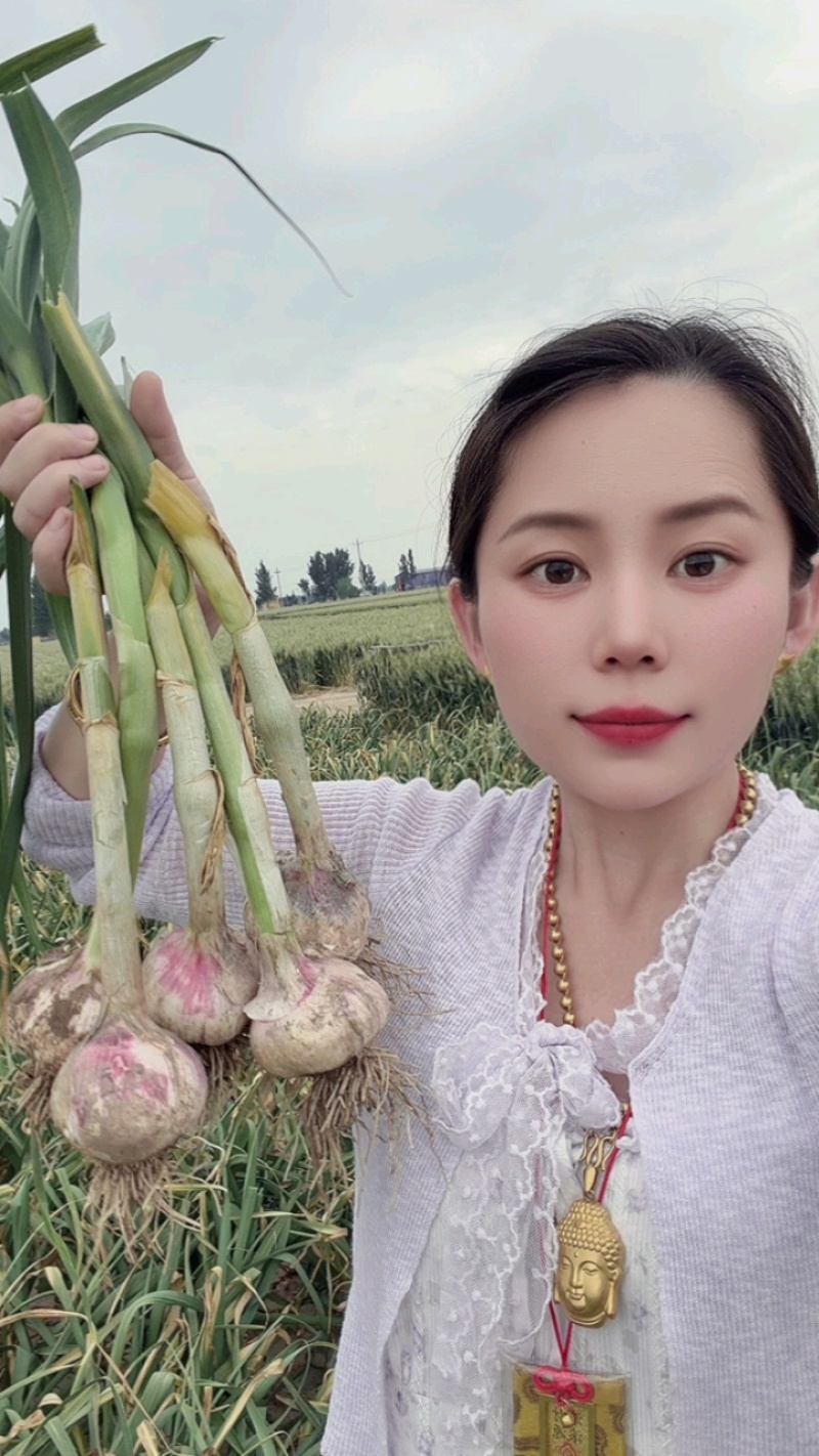 蒜乡红大蒜种子，祘迪基地原种，免费技术指导包回收