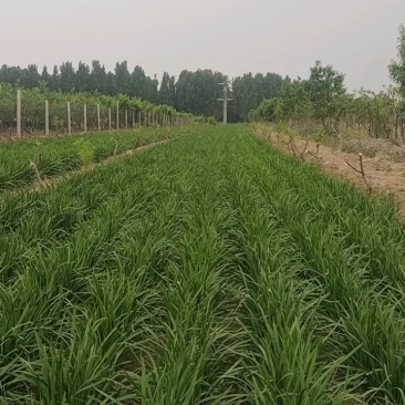 韭菜行情看涨，苹果价格飙升！