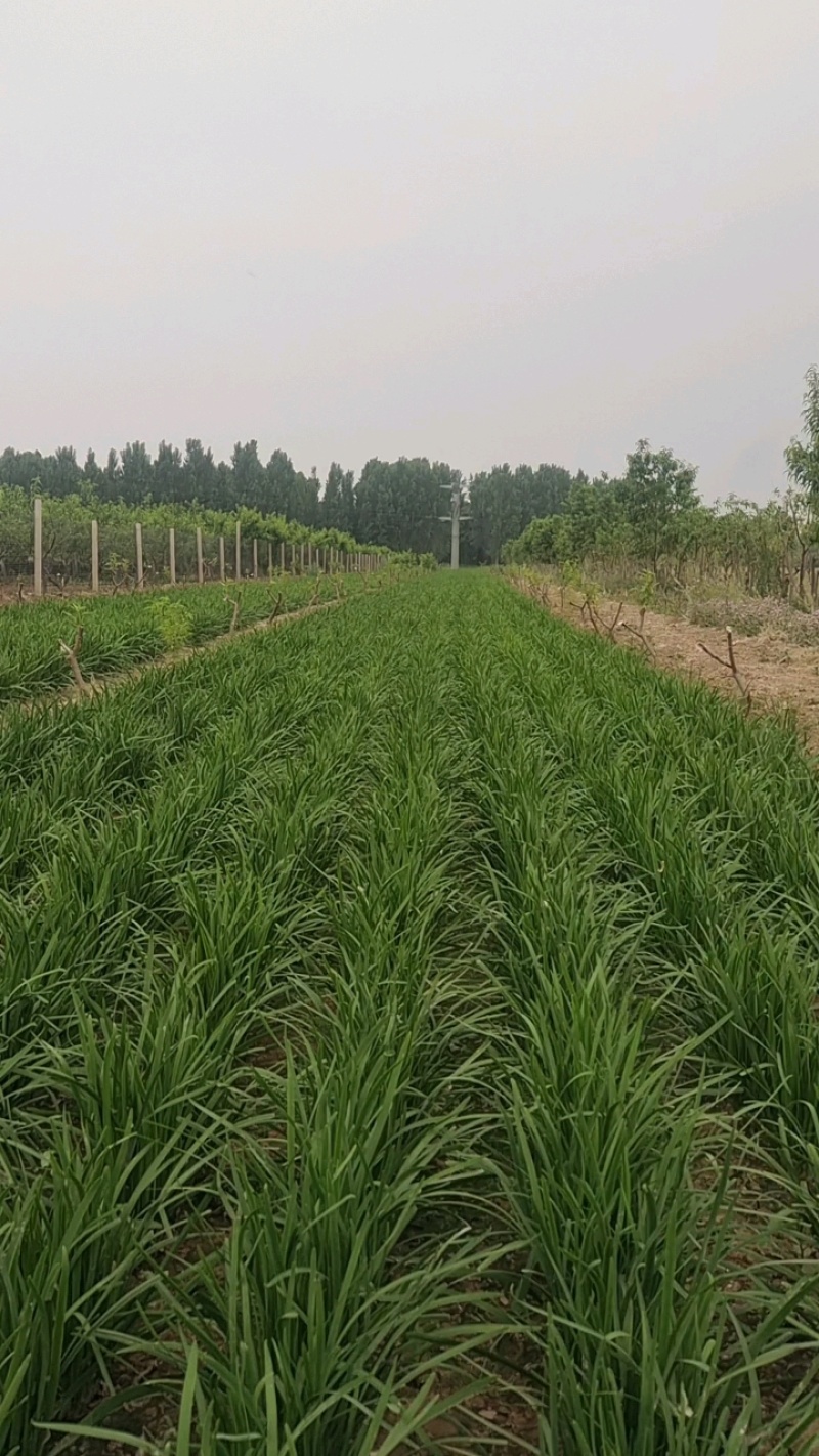 韭菜行情看涨，苹果价格飙升！