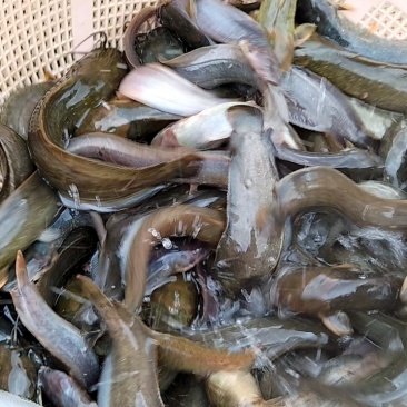 塘角鱼、土塘鲺、土滑哥、胡子鲶鱼苗，快大易养殖的品种