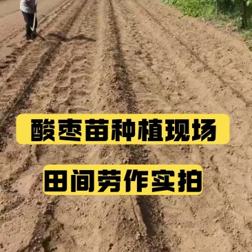 酸枣苗基地直发0.5-1.5公分短枝酸枣树苗