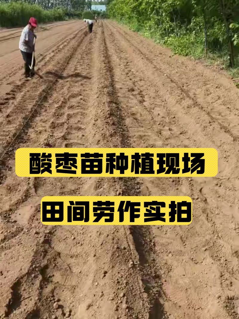 酸枣苗基地直发0.5-1.5公分短枝酸枣树苗