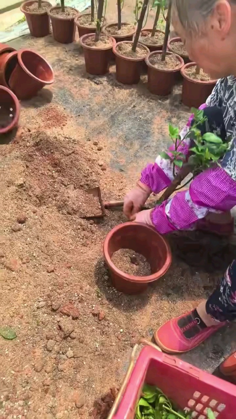 云南三角梅紫花三角梅盆栽整体高度带花带土发货规格齐全
