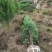 松柏30一200公分不脱脚饱满高速墓地造林用基地直销