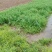 荤香