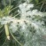 西葫芦山东潍坊绿皮西葫芦大量供应现货主发量大从优