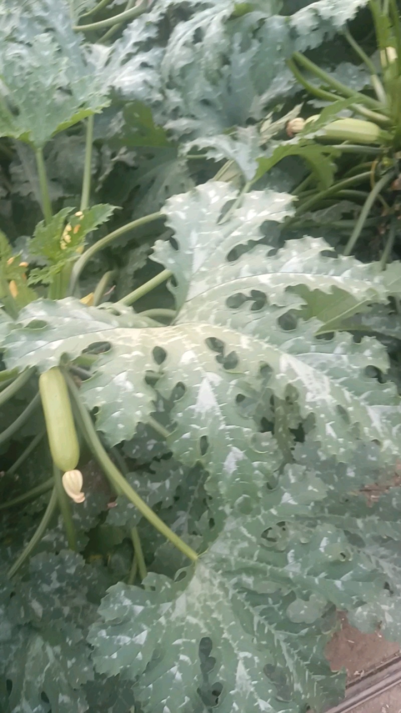 西葫芦山东潍坊绿皮西葫芦大量供应现货主发量大从优