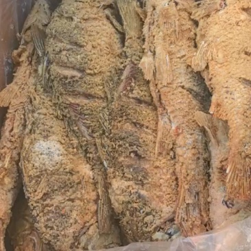 油炸大鲤鱼开箱实拍，个头均匀，单个二斤左右。