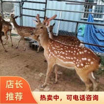 山东菏泽基地直发梅花鹿苗梅花鹿幼崽支持货到付款2026
