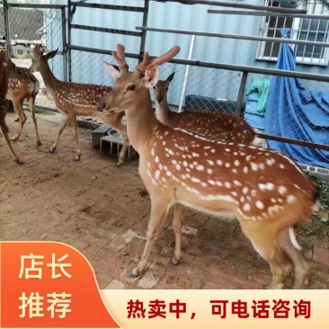山东菏泽基地直发梅花鹿苗梅花鹿幼崽支持货到付款2026