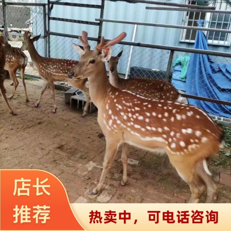山东菏泽基地直发梅花鹿苗梅花鹿幼崽支持货到付款2026