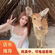 2026山东菏泽直发梅花鹿仔亲和宠物梅花鹿苗可视频看货