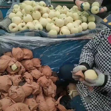 辽宁黄元帅苹果，硬度好，大量有货！