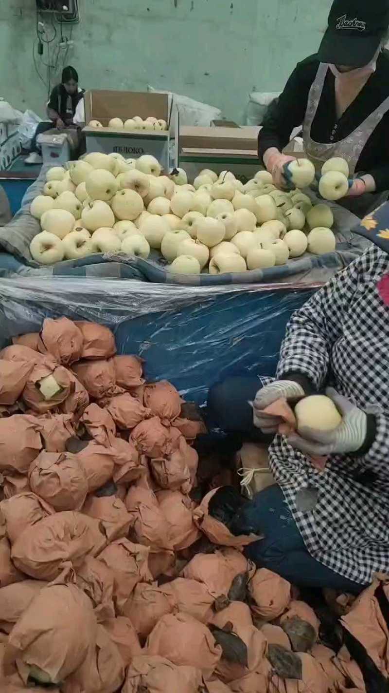 辽宁黄元帅苹果，硬度好，大量有货！