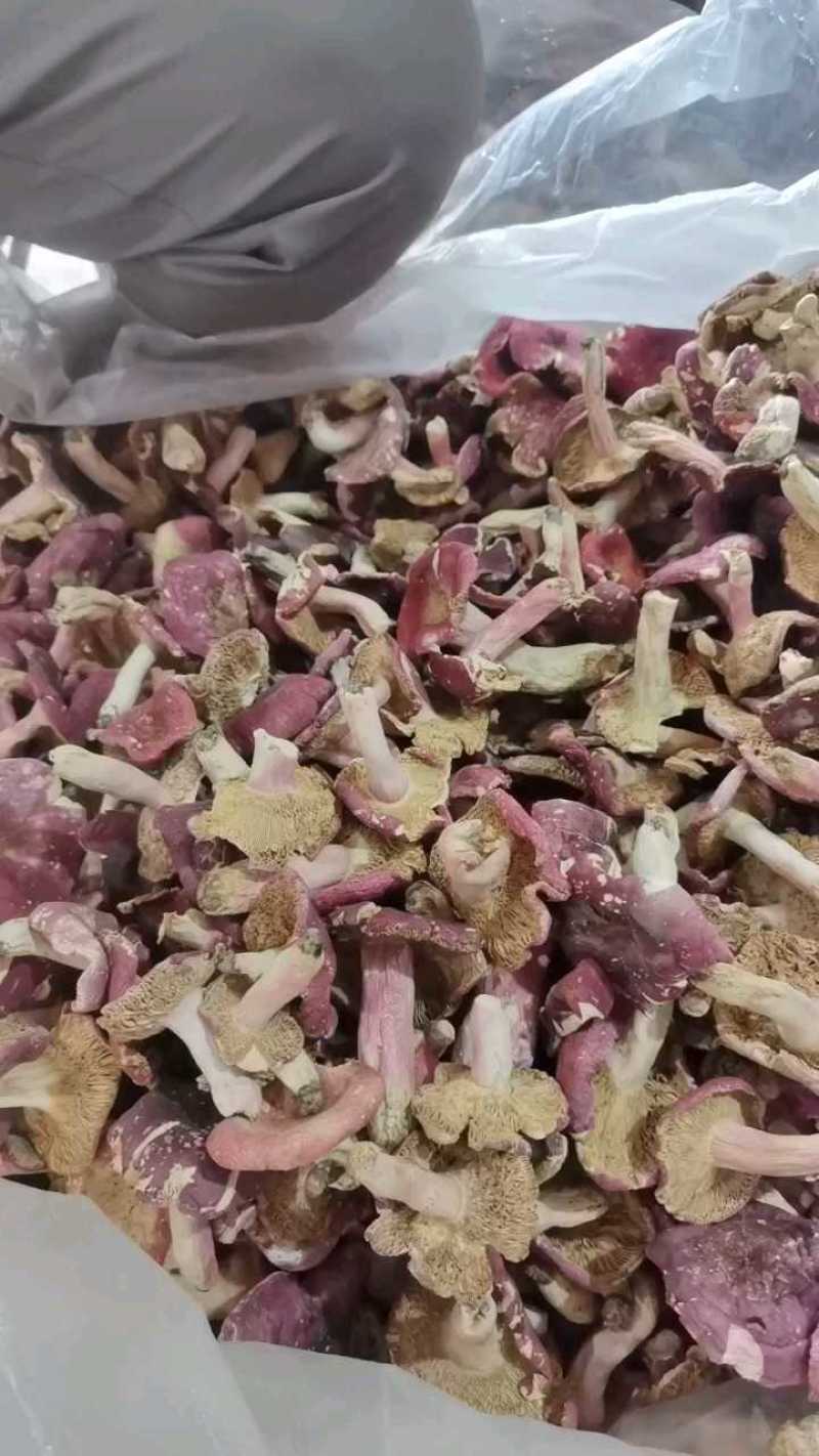 一斤批发红菇原产地野生红菇干货红蘑菇红椎菌包邮