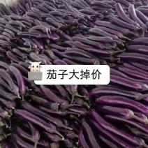 云南建水曲江新苗茄子茄子量大上市持续时间长