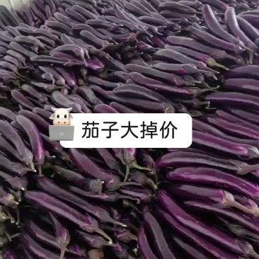 云南建水曲江新苗茄子茄子量大上市持续时间长
