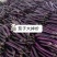 云南建水曲江新苗茄子茄子量大上市持续时间长