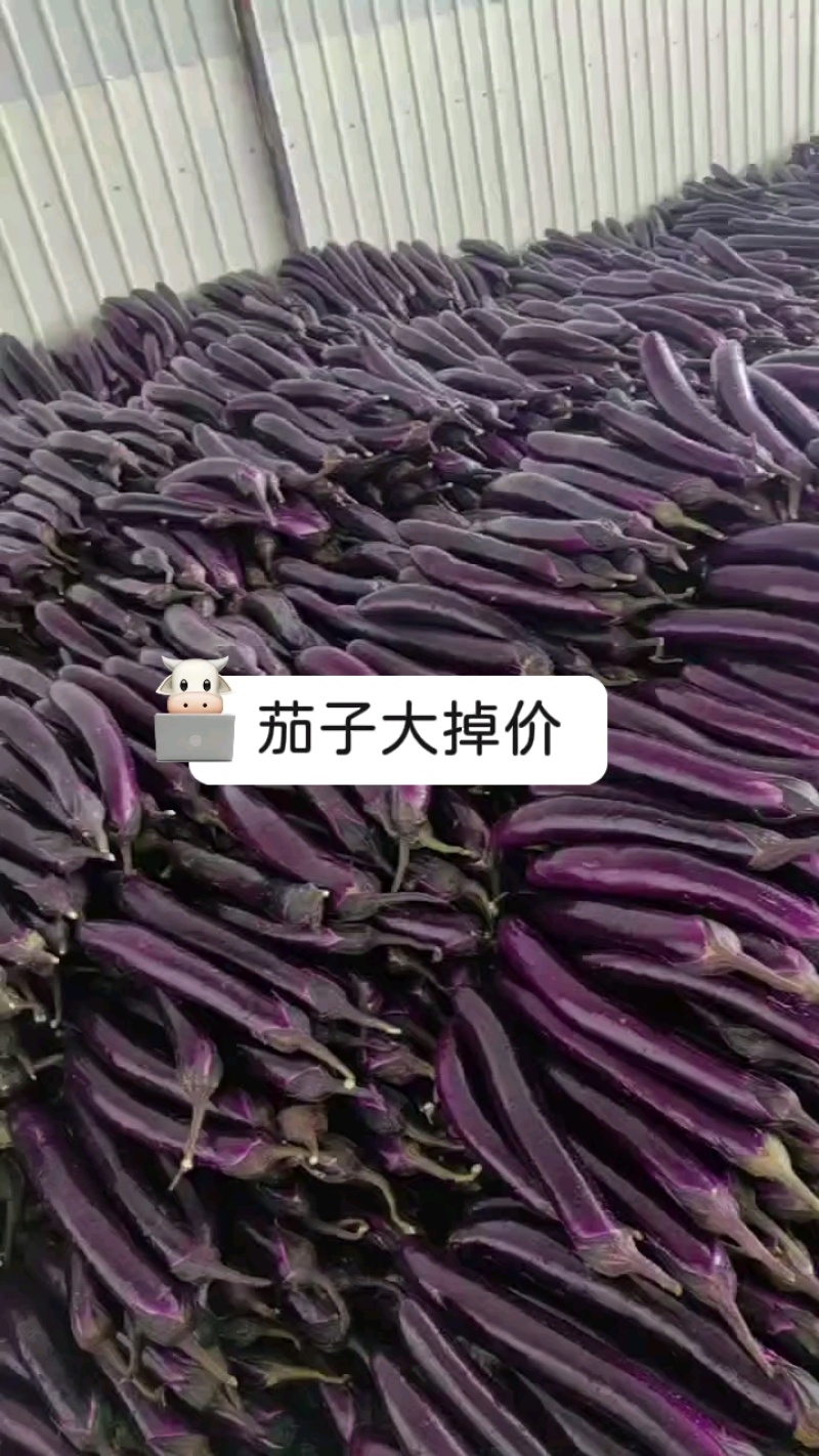 云南建水曲江新苗茄子茄子量大上市持续时间长