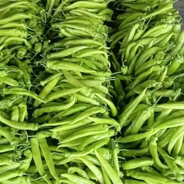 【推荐】大量供应优质尖椒产地发货对接批发商欢迎来电