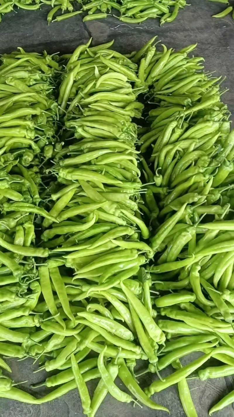【推荐】大量供应优质尖椒产地发货对接批发商欢迎来电