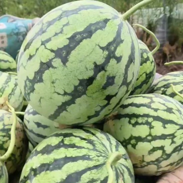 无籽美都西瓜通货