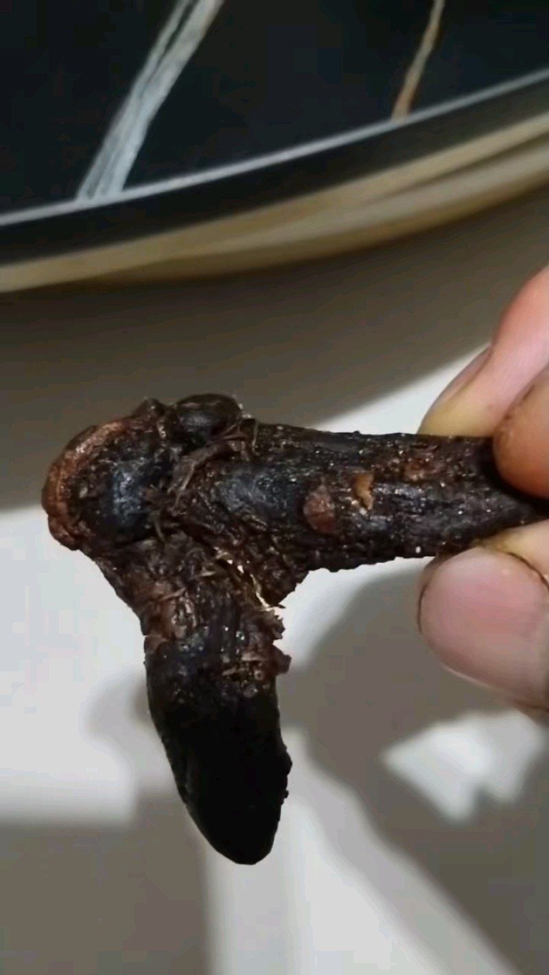 九制黄精