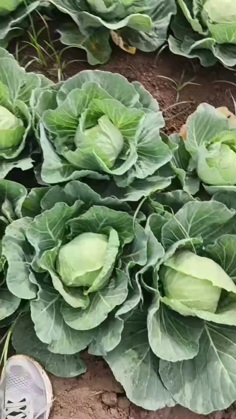 甘蓝刚包成，美很。