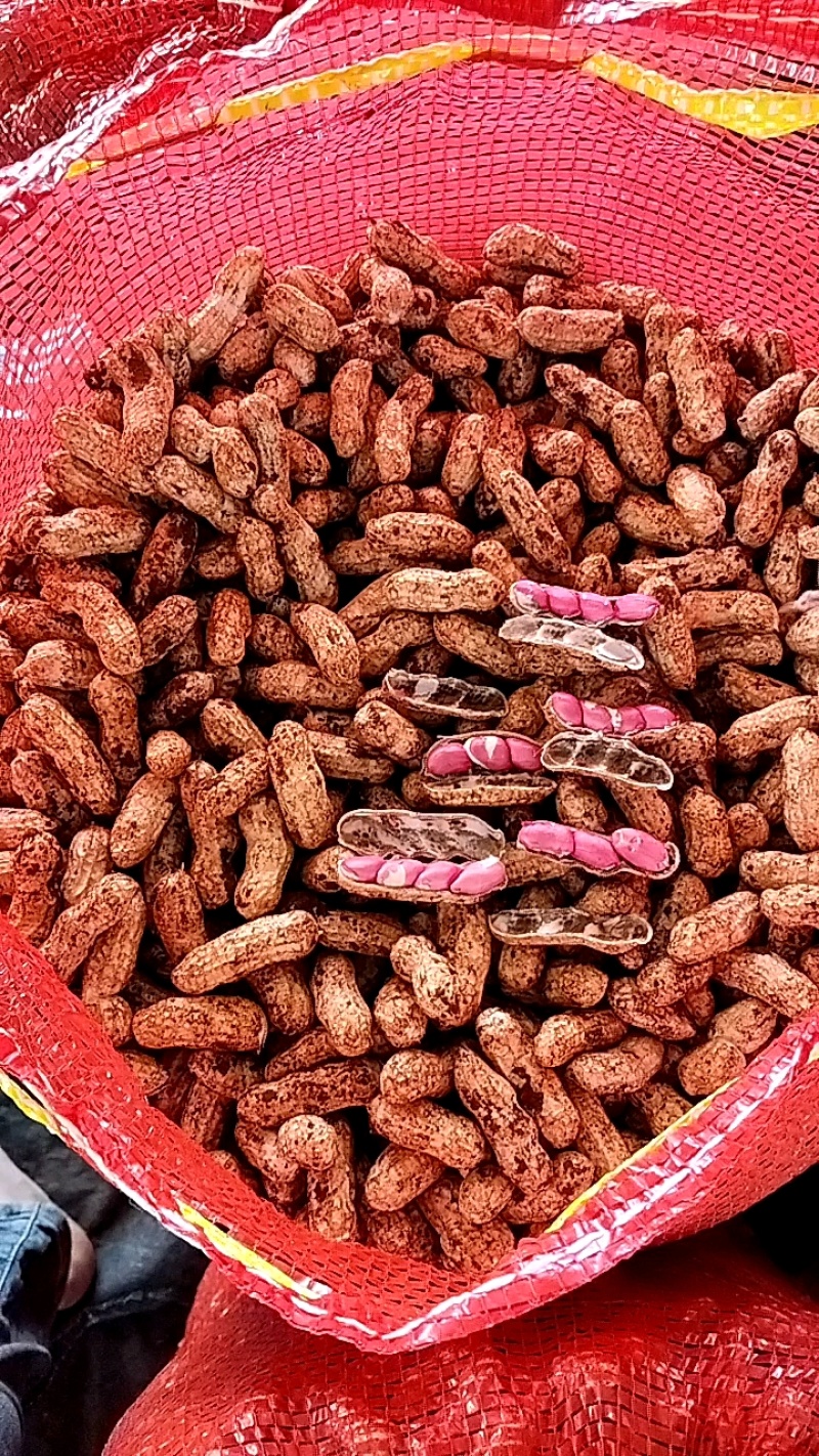广东鲜花生，四粒红，颗粒饱满，颗粒均匀。大量供应。