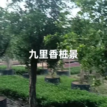 【九里香】大量供应，大小规格支持视频看货，可发往全国市场