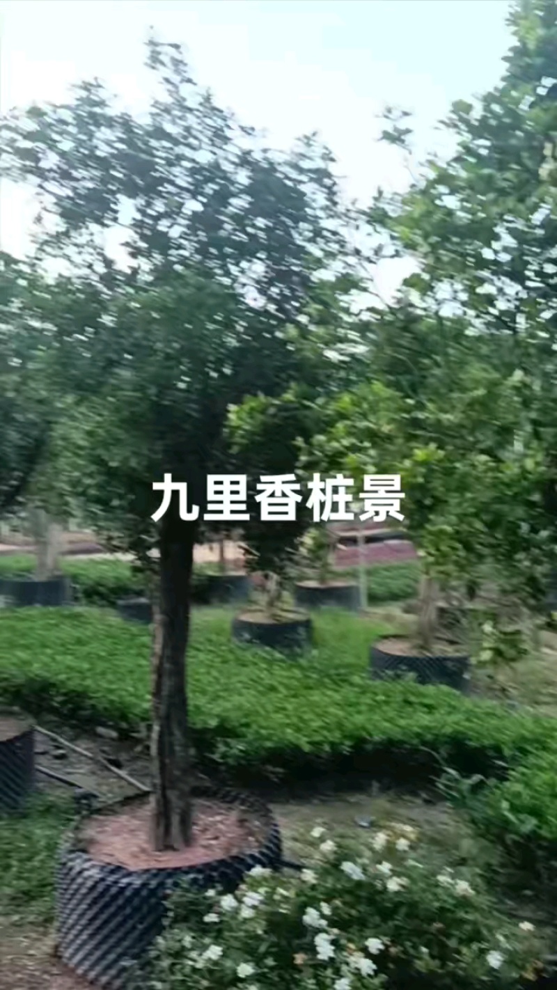 【九里香】大量供应，大小规格支持视频看货，可发往全国市场