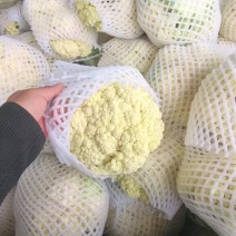 河北有机花白面青梗松花菜万亩基地直供视频选货来电