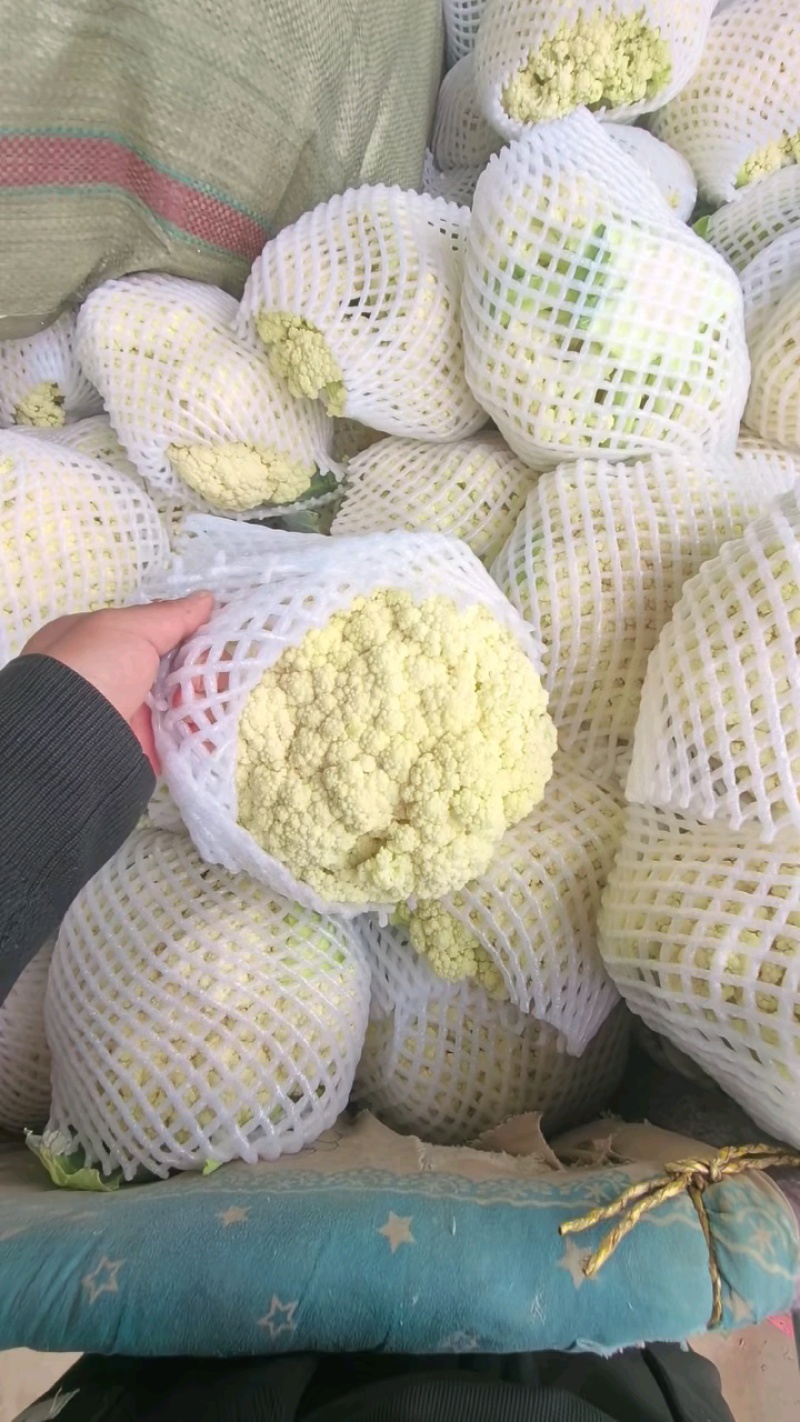 河北有机花白面青梗松花菜万亩基地直供视频选货来电