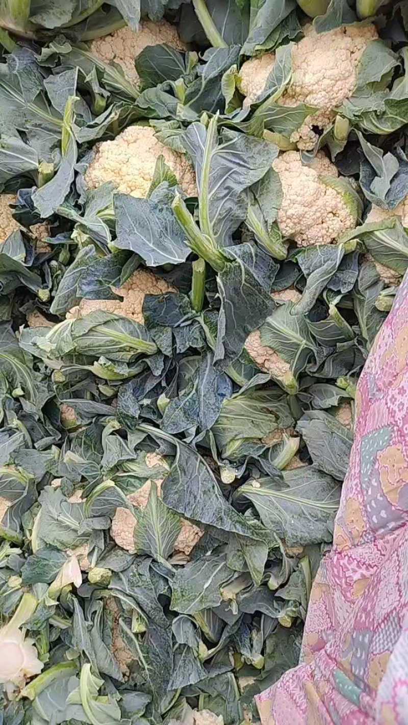 邯郸菜花货源充足一年四级有货有大棚有冷库工人包装