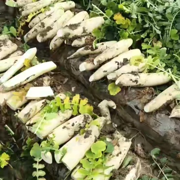 白萝卜基地大量上市。有水洗打冷货，市场货，电商