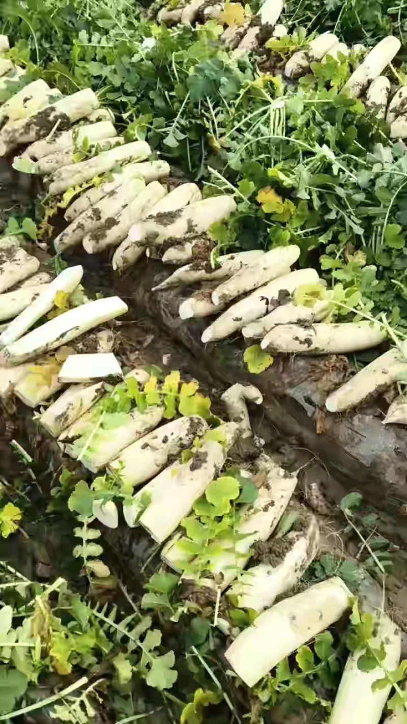 白萝卜基地大量上市。有水洗打冷货，市场货，电商