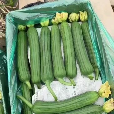 河南精品丝瓜大量接单产地直发品质保证诚信合作